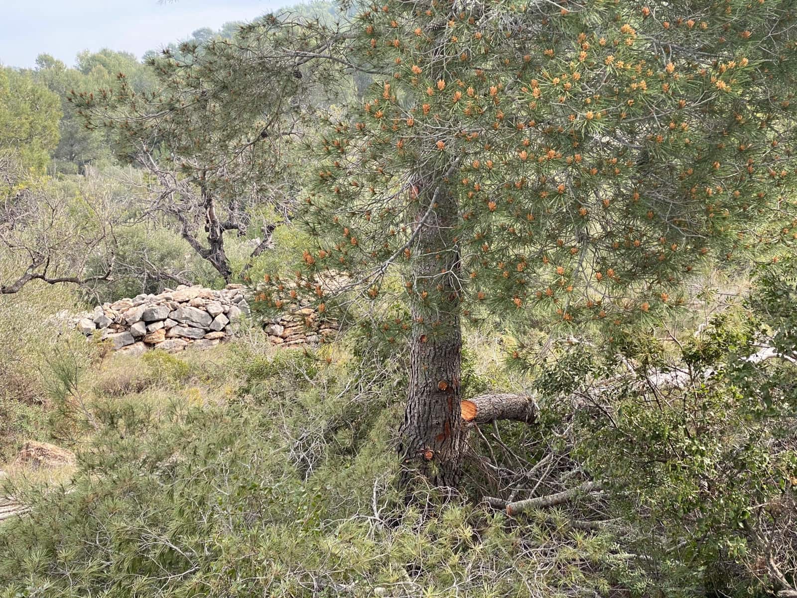 Finca/Landehus til salg i Vinaros - € 20.000 (Ref: 6489245)