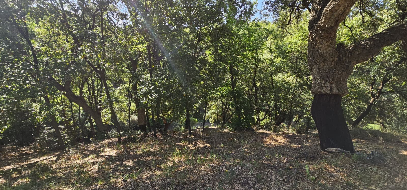 Building Plot for sale in Casares - € 480,000 (Ref: 7793121)