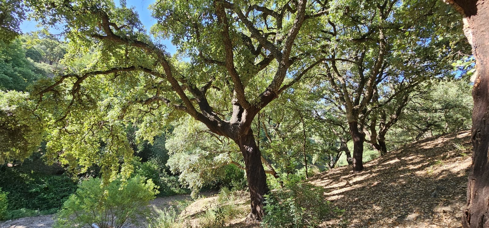 Bauplatz zu verkaufen in Casares - 480.000 € (Ref: 7793121)