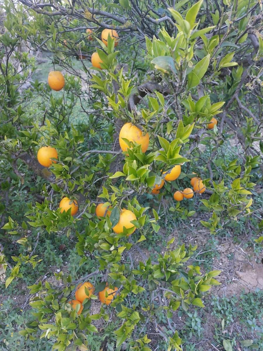 3 soverom Finca/Herregård til salgs i San Martin del Tesorillo med garasje - € 600 000 (Ref: 8985559)