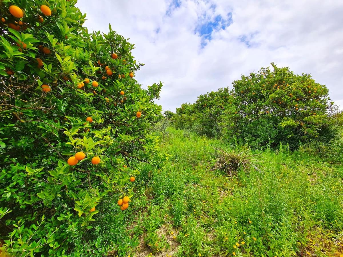 3 Zimmer Finca/Landgut zu verkaufen in San Martin del Tesorillo mit Garage - 600.000 € (Ref: 8985559)