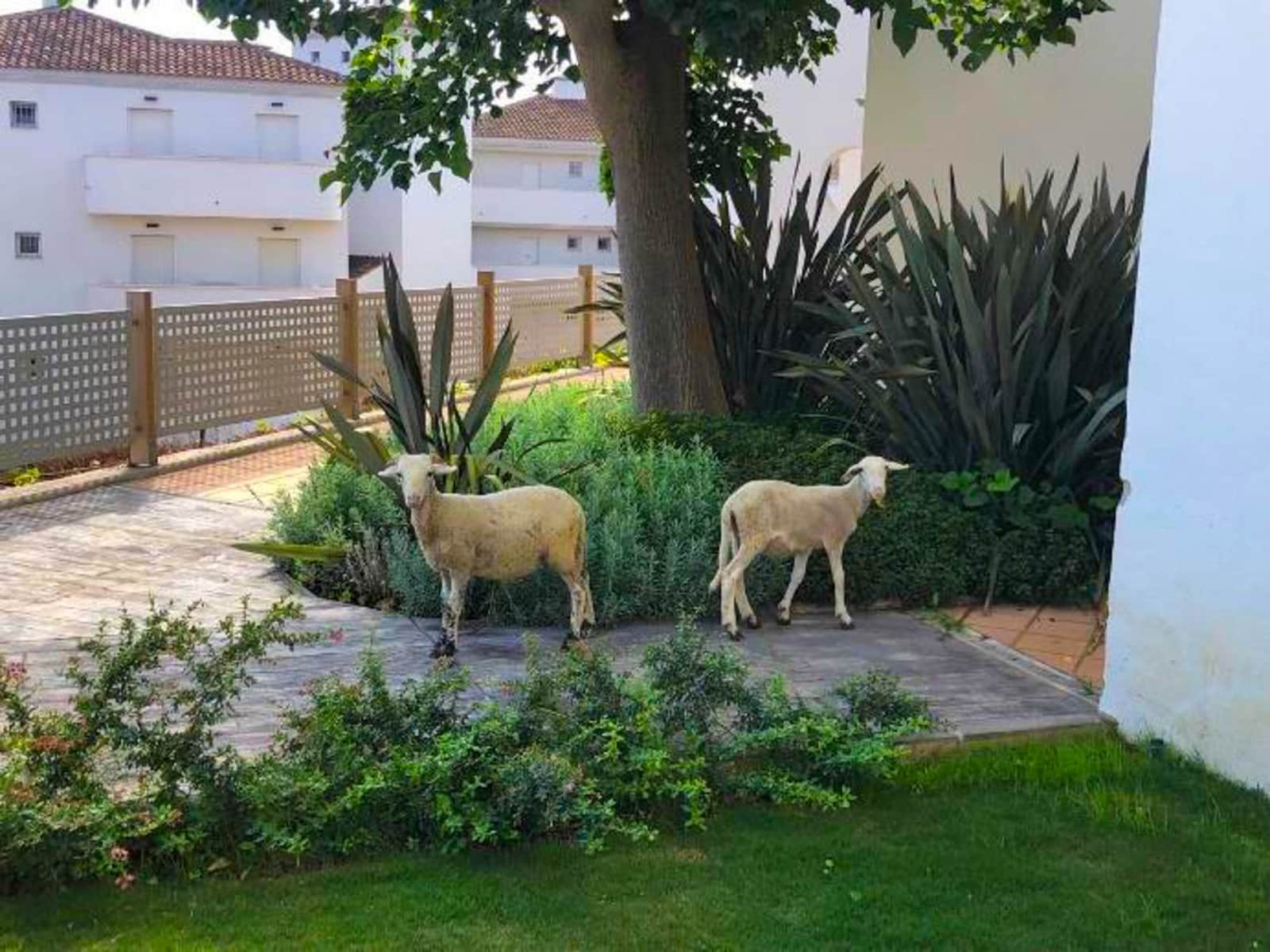 3 soveværelse Lejlighed til salg i La Duquesa / Puerto de la Duquesa med swimmingpool garage - € 285.000 (Ref: 9972987)
