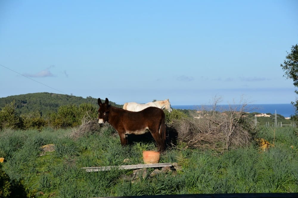 7 soveværelse Finca/Landehus til salg i Capdepera med swimmingpool - € 6.500.000 (Ref: 9164631)