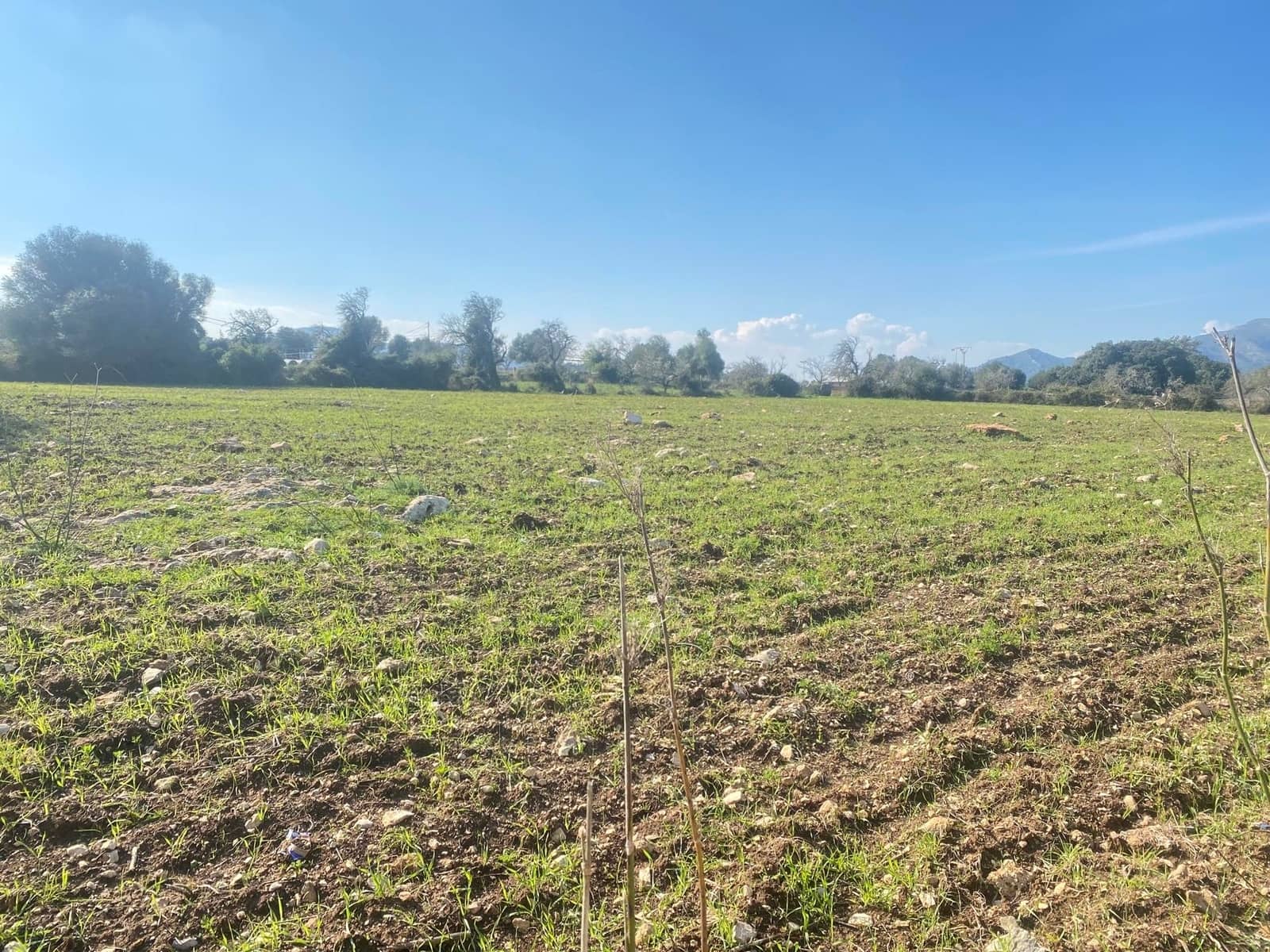 Terre non Aménagée à vendre à Arta - 350 000 € (Ref: 9164655)
