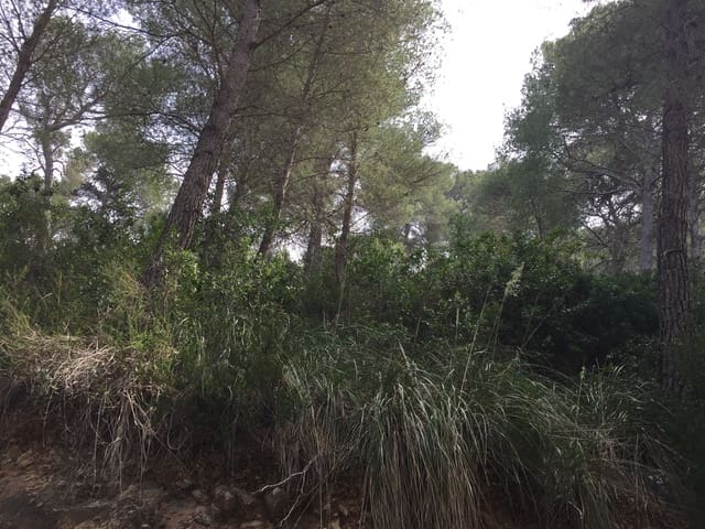 Mark till salu i Canyamel, Capdepera - 180 000 € (Ref: 9231870)