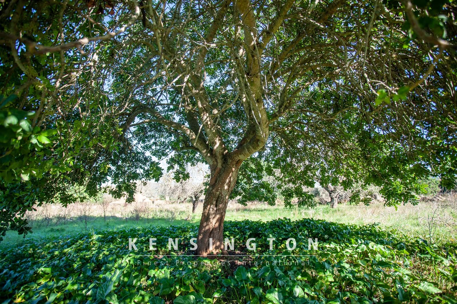 Undeveloped Land for sale in Arta - € 480,000 (Ref: 9231872)