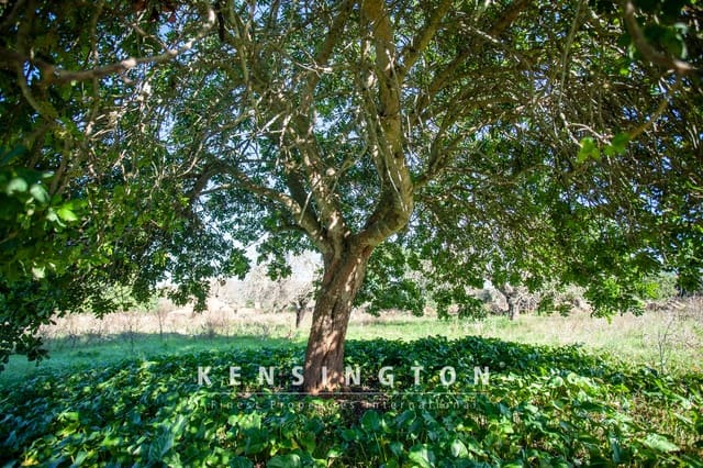 Undeveloped Land for sale in Artà - € 480,000 (Ref: 9231872)