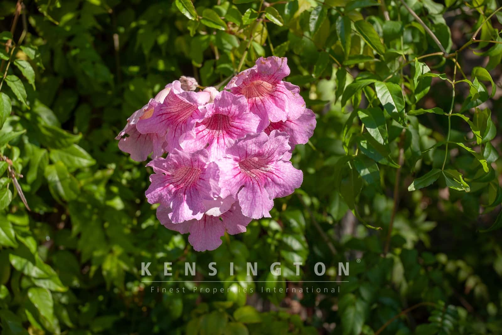 Grunde uden byggetilladelser til salg i Arta - € 480.000 (Ref: 9235022)