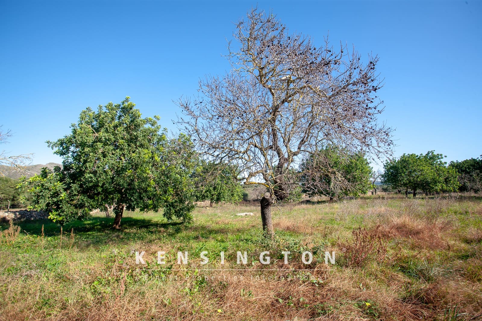 Grunde uden byggetilladelser til salg i Arta - € 480.000 (Ref: 9235022)