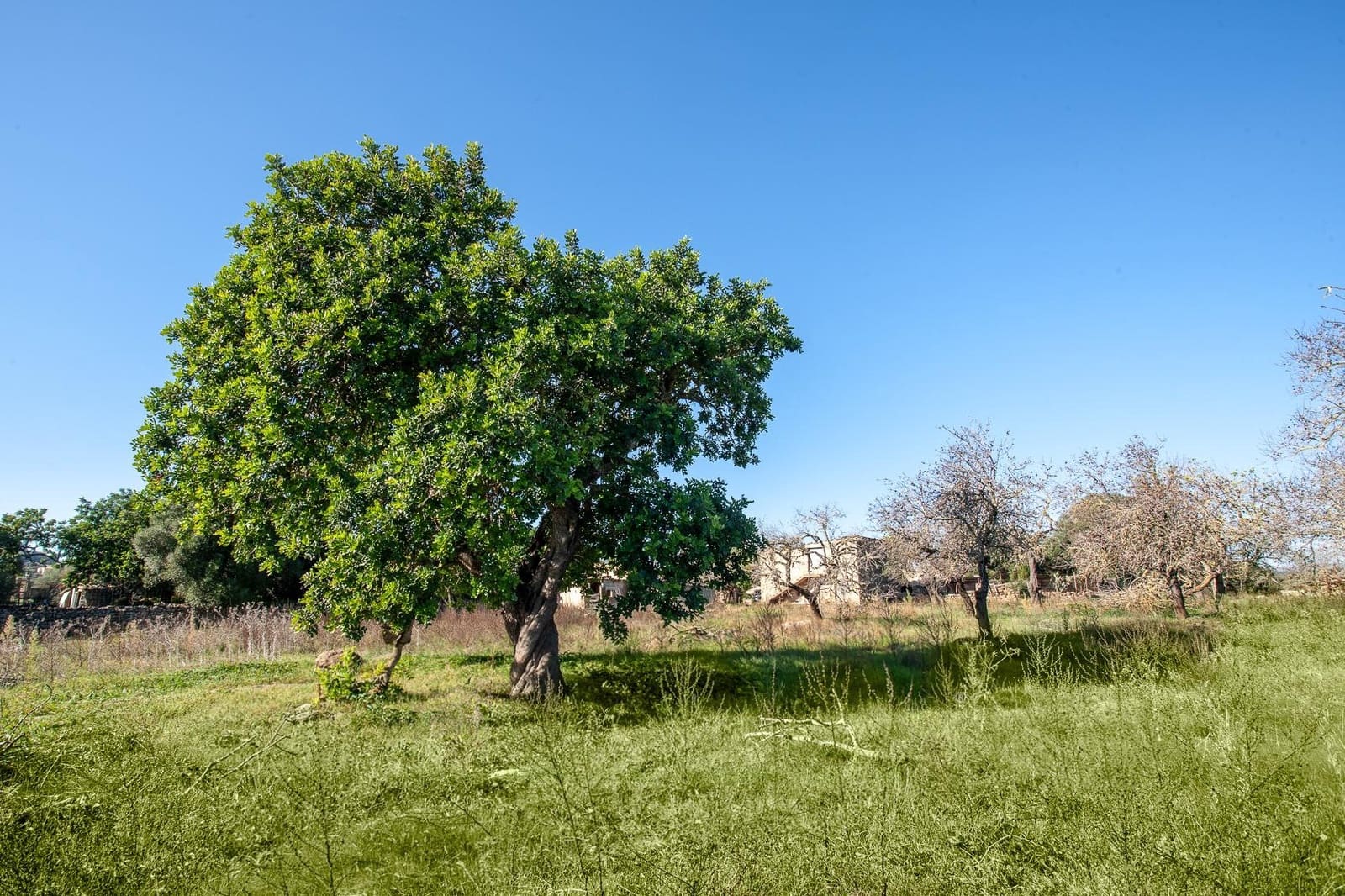 Undeveloped Land for sale in Arta - € 480,000 (Ref: 9235022)
