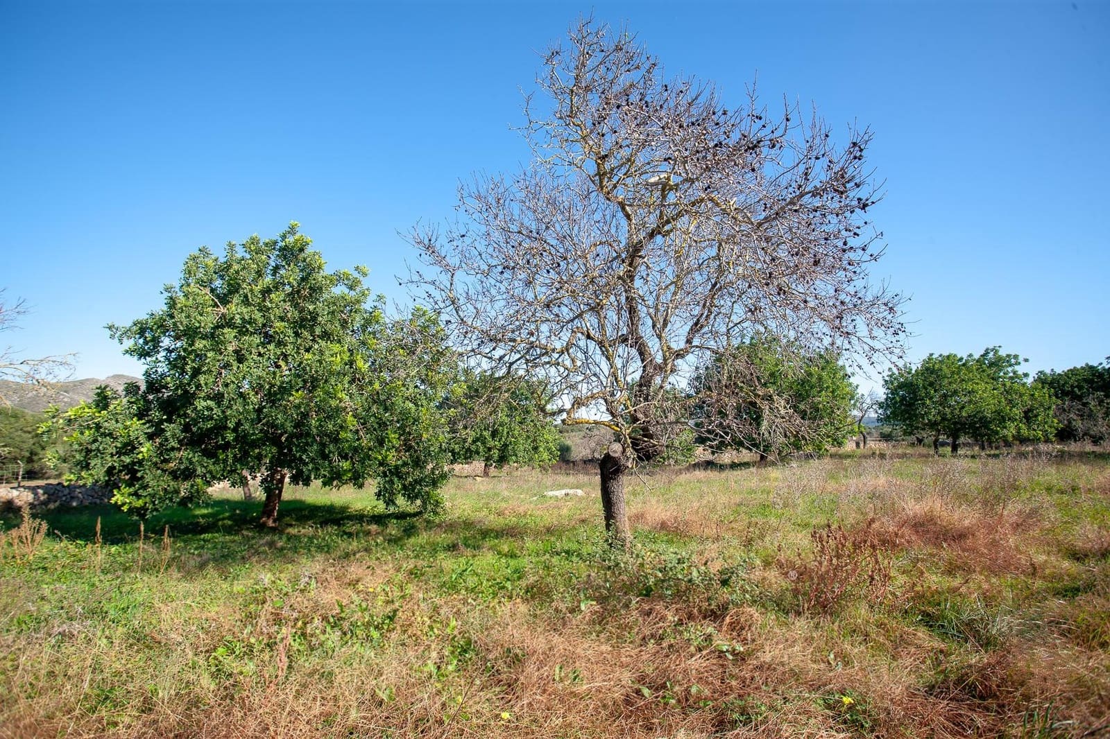 Undeveloped Land for sale in Arta - € 480,000 (Ref: 9235022)