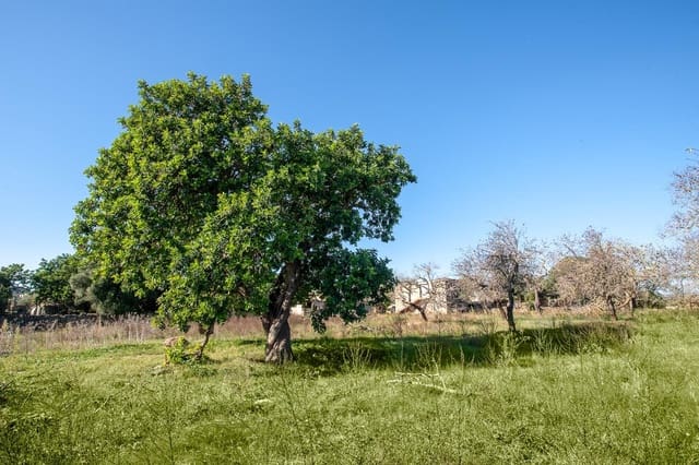 Grunde uden byggetilladelser til salg i Artà - € 480.000 (Ref: 9235022)