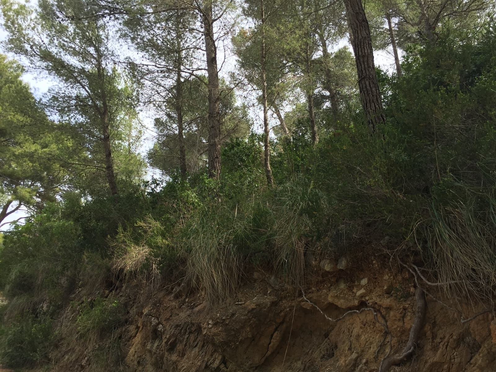 Undeveloped Land for sale in Canyamel - € 180,000 (Ref: 9235025)