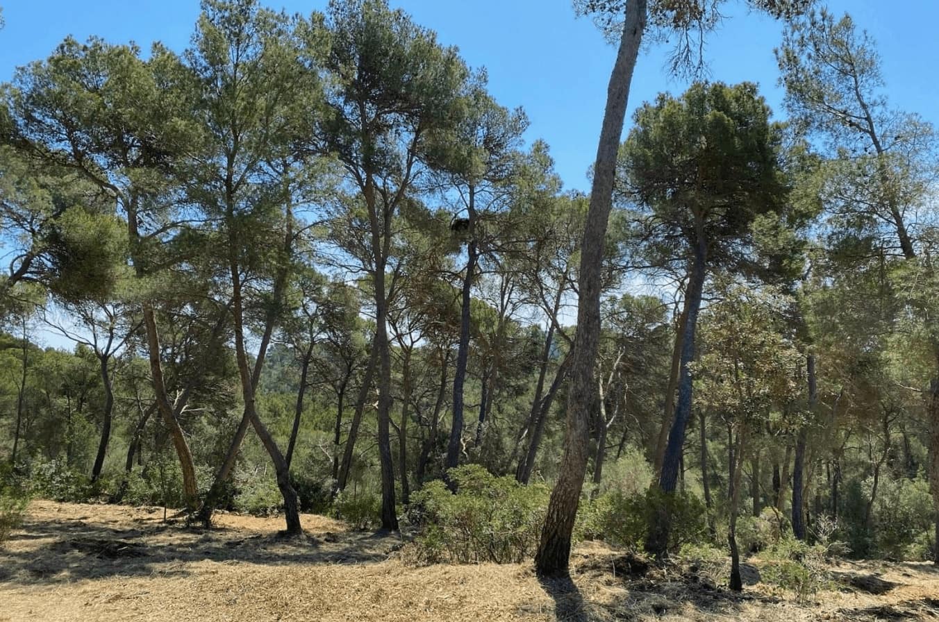Undeveloped Land for sale in Manacor - € 1,400,000 (Ref: 9953384)