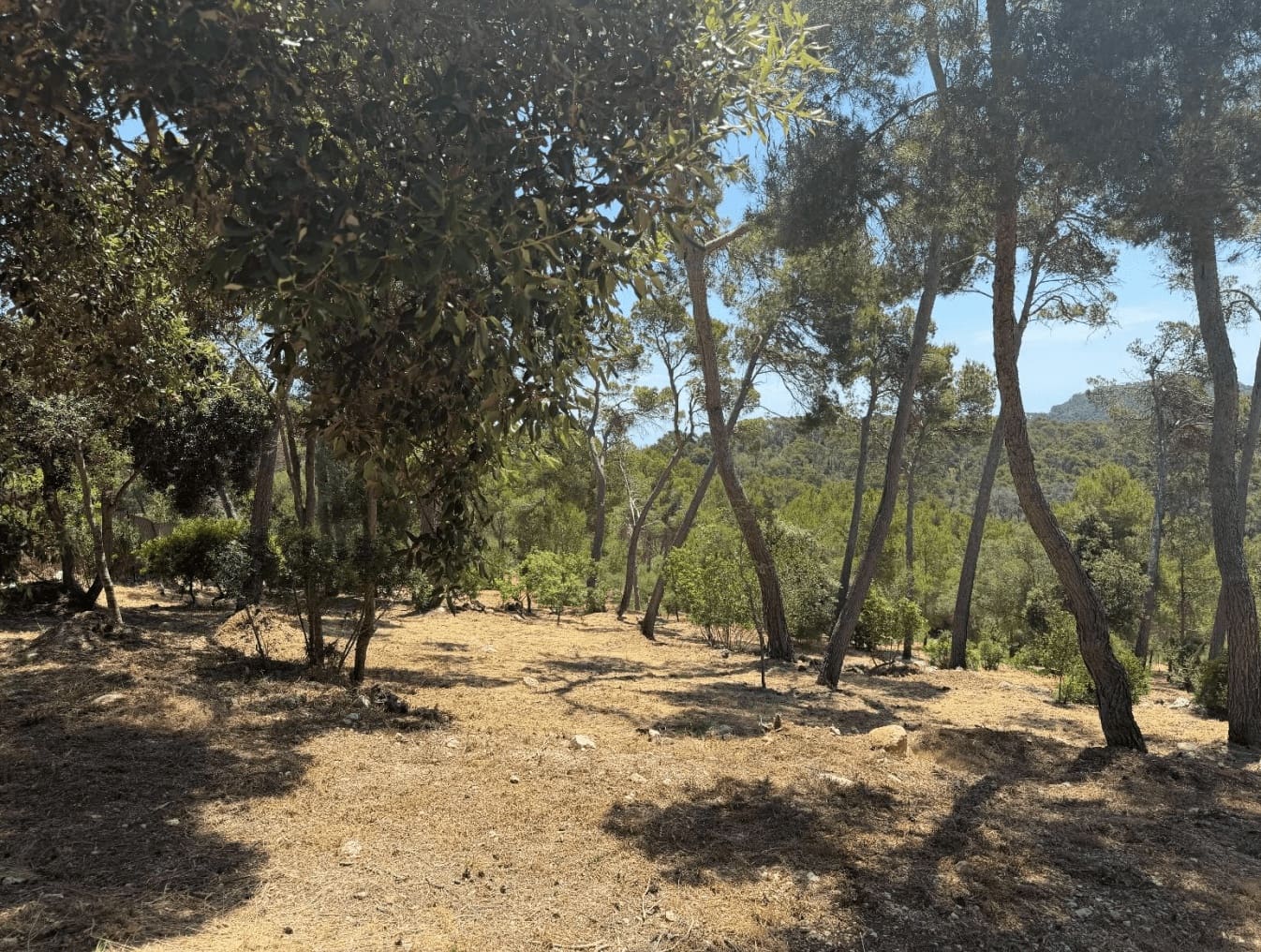 Undeveloped Land for sale in Manacor - € 1,400,000 (Ref: 9953384)