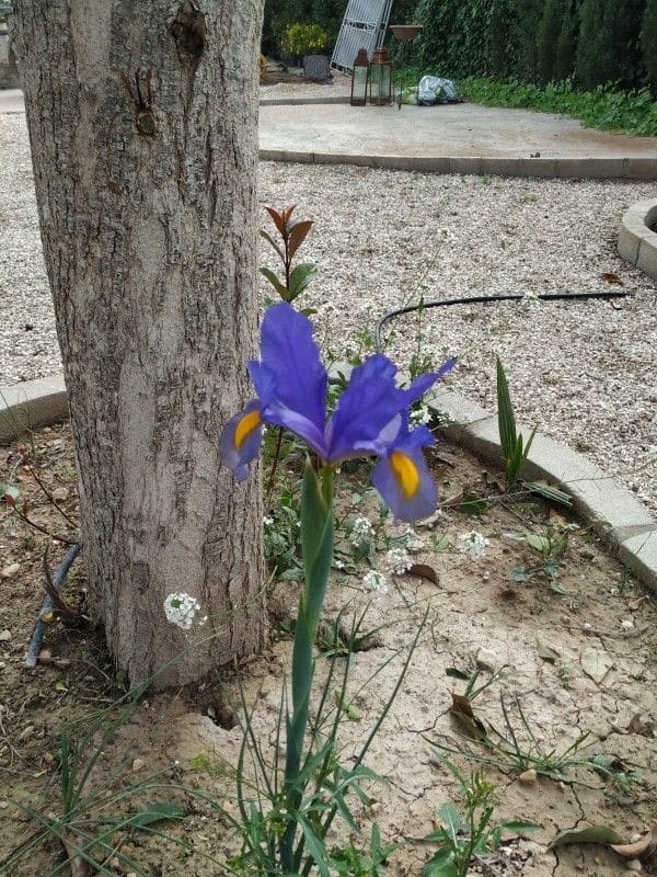 5 camera da letto Villa in vendita in Crevillente / Crevillent con piscina - 479.000 € (Rif: 9658515)