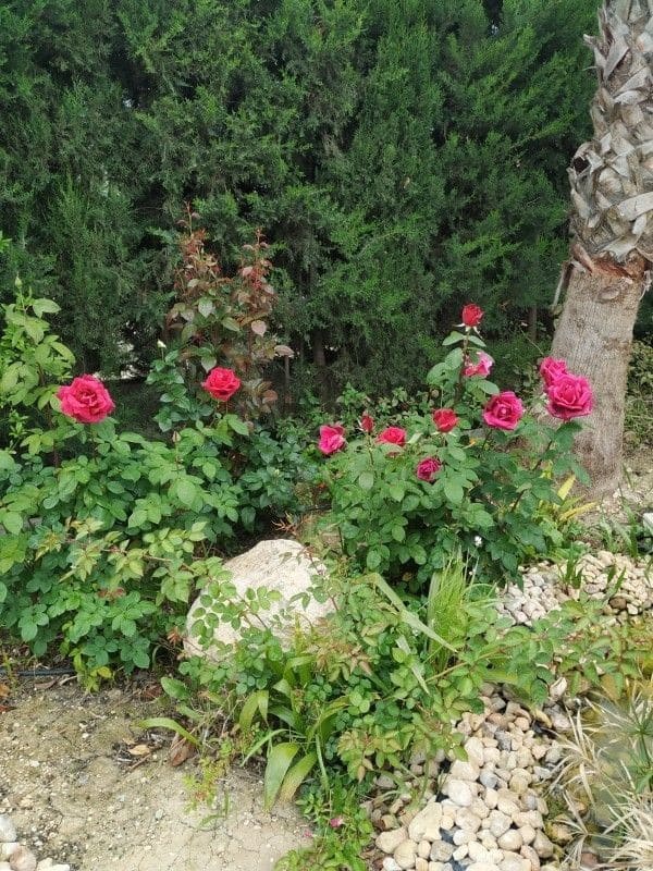 5 camera da letto Villa in vendita in Crevillente / Crevillent con piscina - 479.000 € (Rif: 9658515)