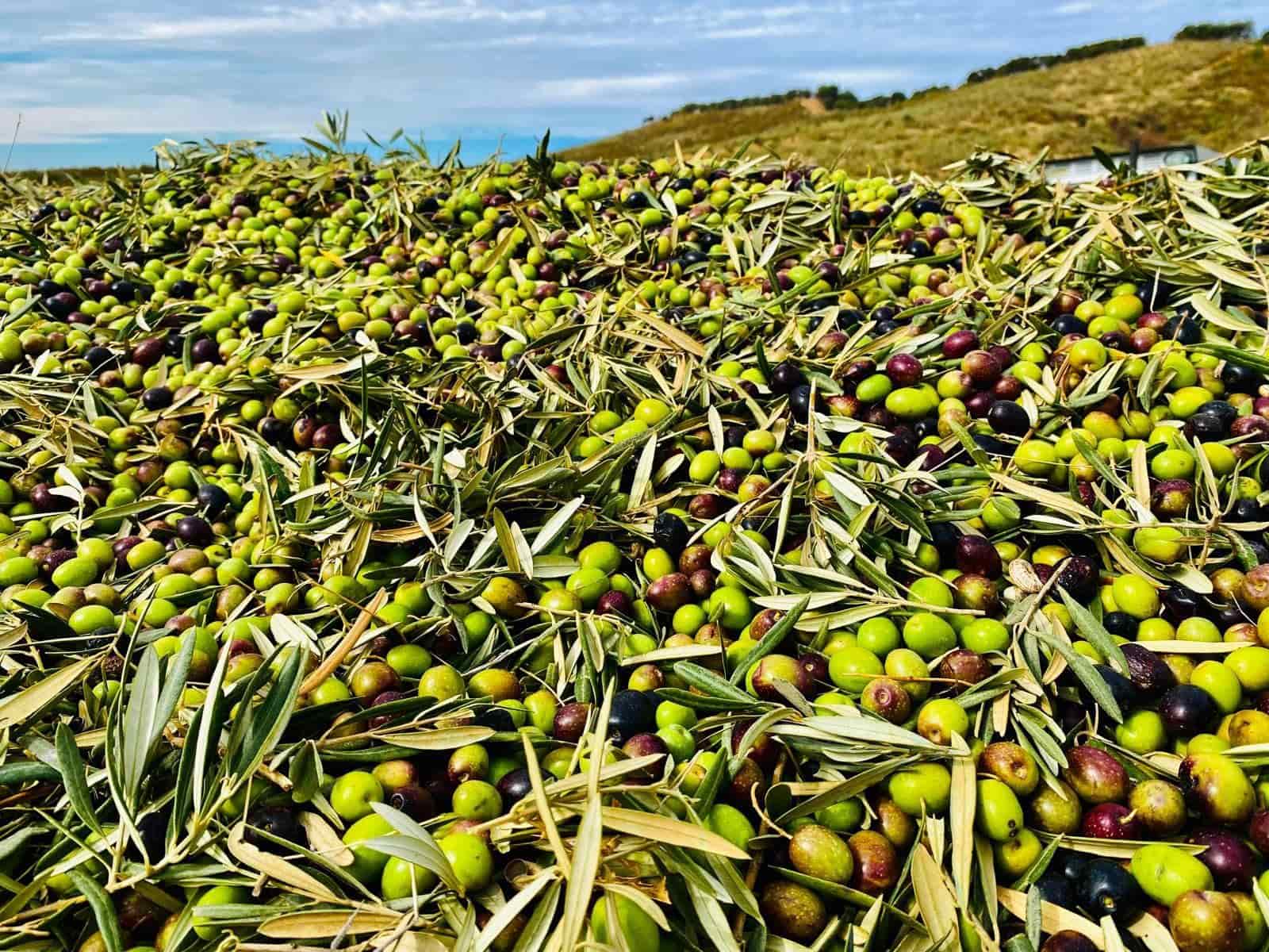 Grond te koop in Archidona - € 1.195.000 (Ref: 8546101)