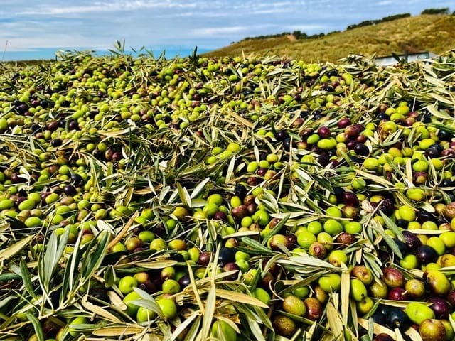 Undeveloped Land for sale in Archidona - € 1,195,000 (Ref: 8546101)