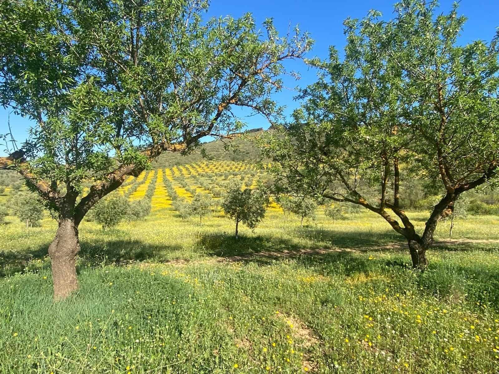 Grond te koop in Archidona - € 1.195.000 (Ref: 8546101)