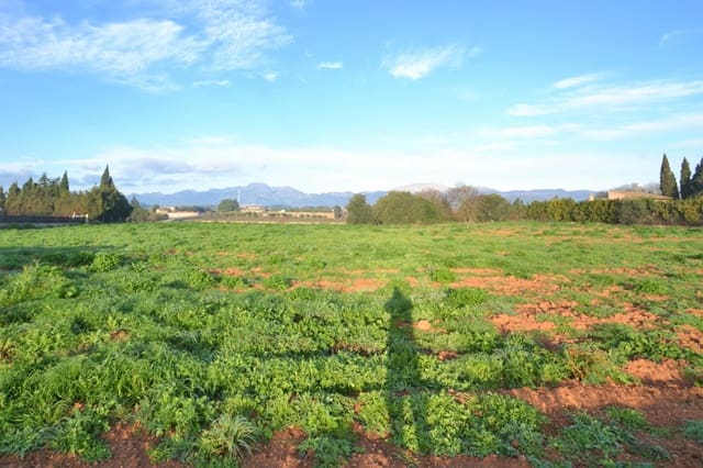 Byggegrund til salg i Muro - € 230.000 (Ref: 9753396)