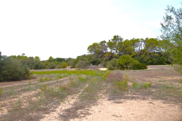 Area Edificabile in vendita in Muro - 595.000 € (Rif: 9753401)