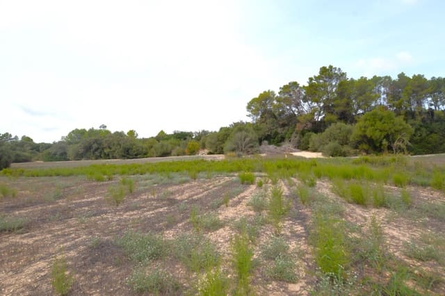 Area Edificabile in vendita in Muro - 595.000 € (Rif: 9753401)