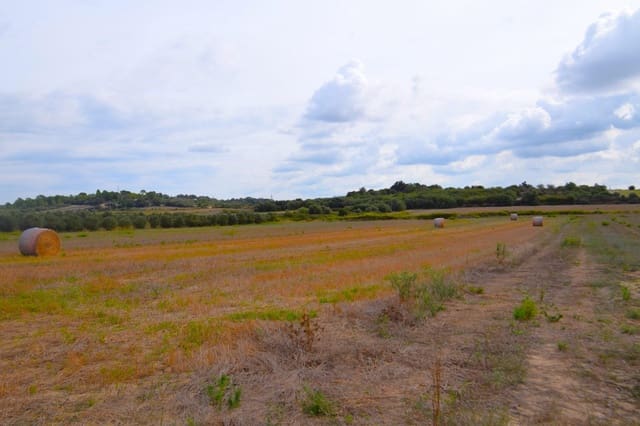 Area Edificabile in vendita in Muro - 595.000 € (Rif: 9753401)