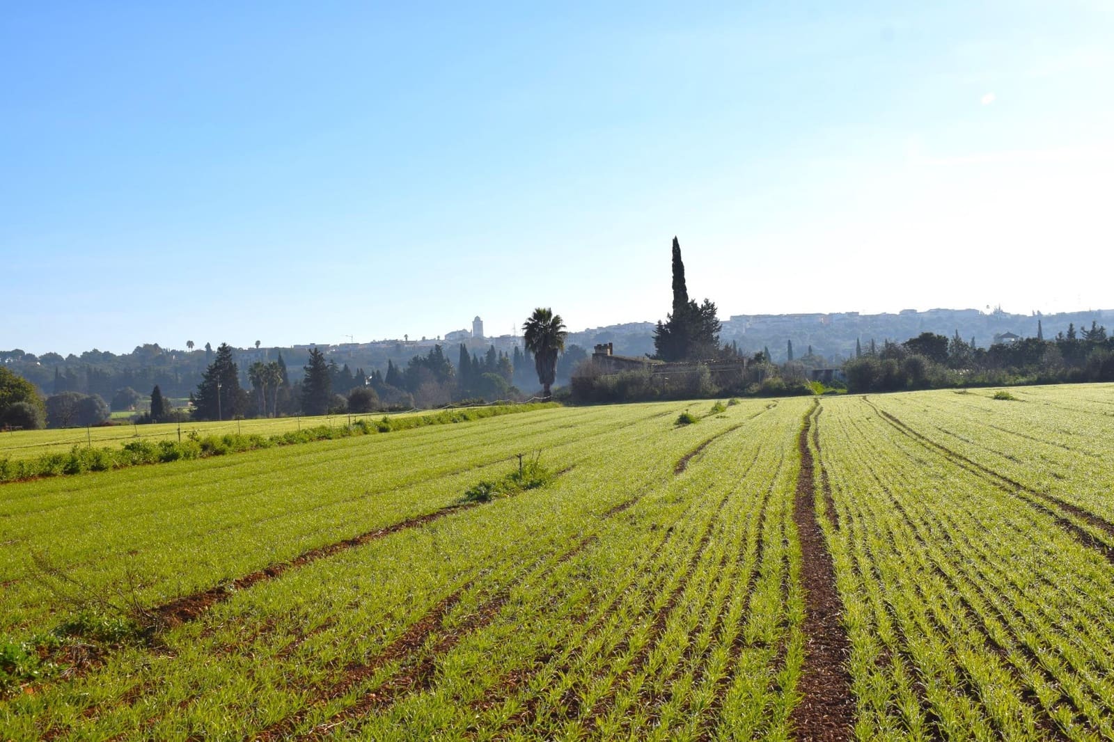 Działka budowlana na sprzedaż w Muro - 250 000 € (Ref: 9753402)