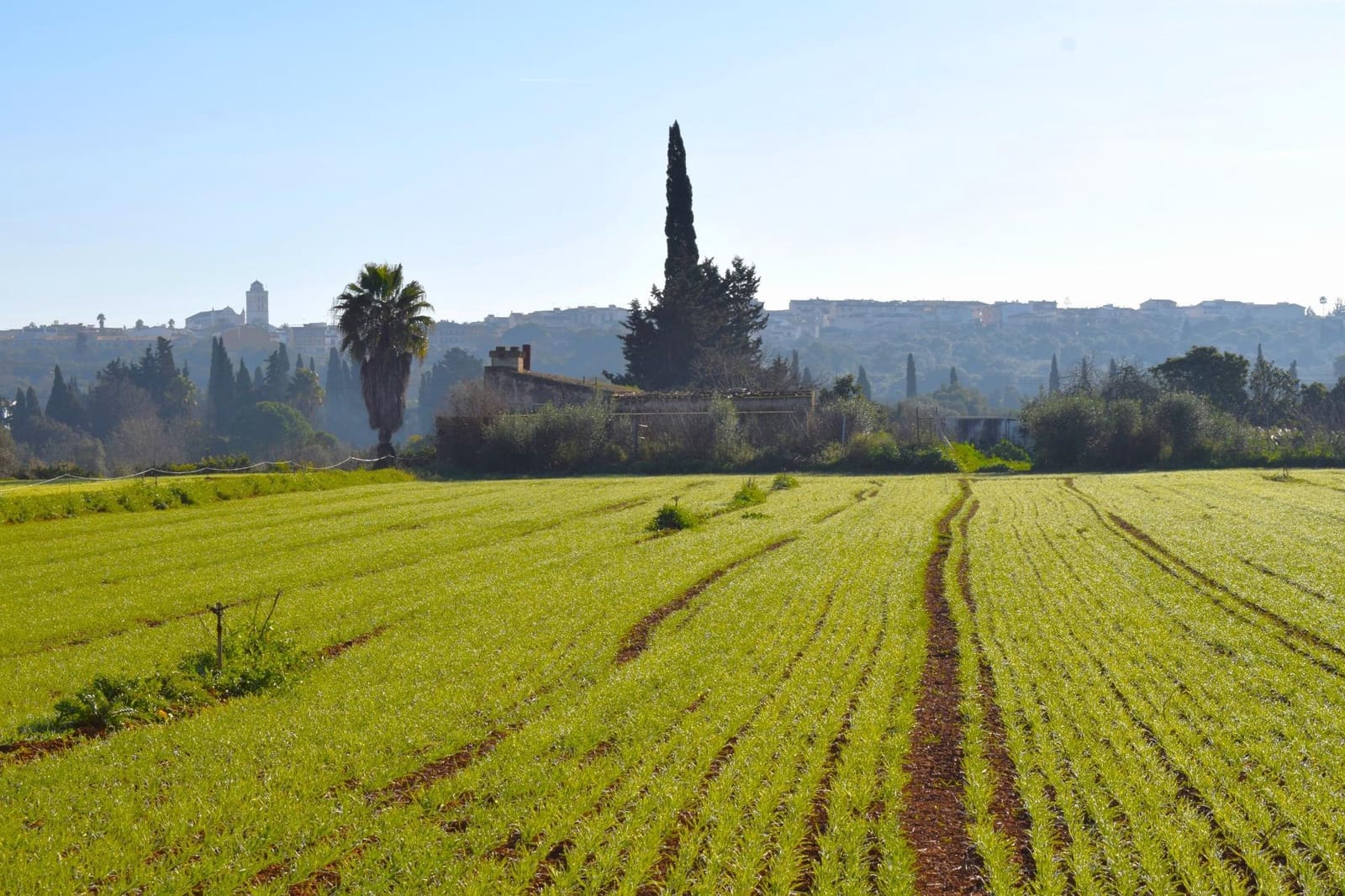 Działka budowlana na sprzedaż w Muro - 250 000 € (Ref: 9753402)