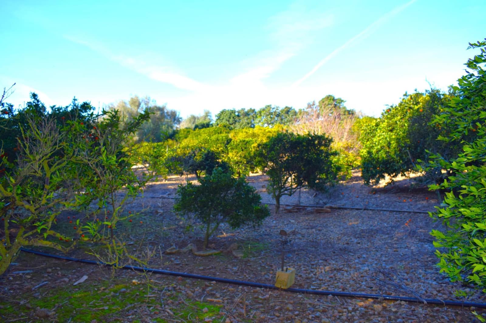 Działka budowlana na sprzedaż w Muro - 250 000 € (Ref: 9753402)