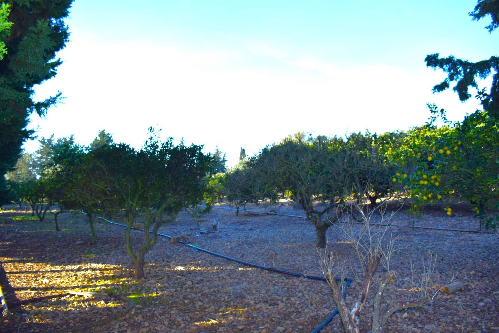 Działka budowlana na sprzedaż w Muro - 250 000 € (Ref: 9753402)