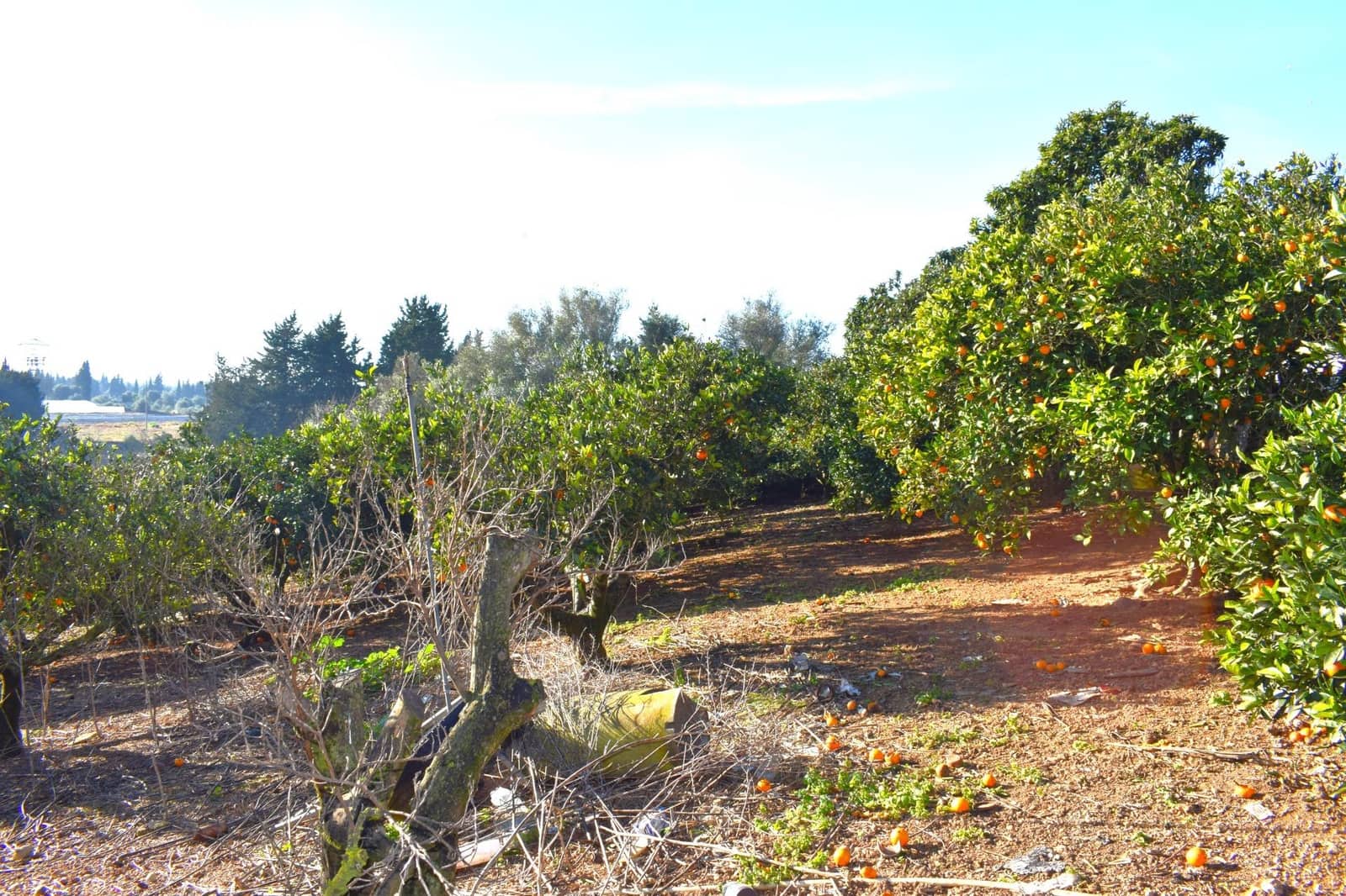Działka budowlana na sprzedaż w Muro - 250 000 € (Ref: 9753402)