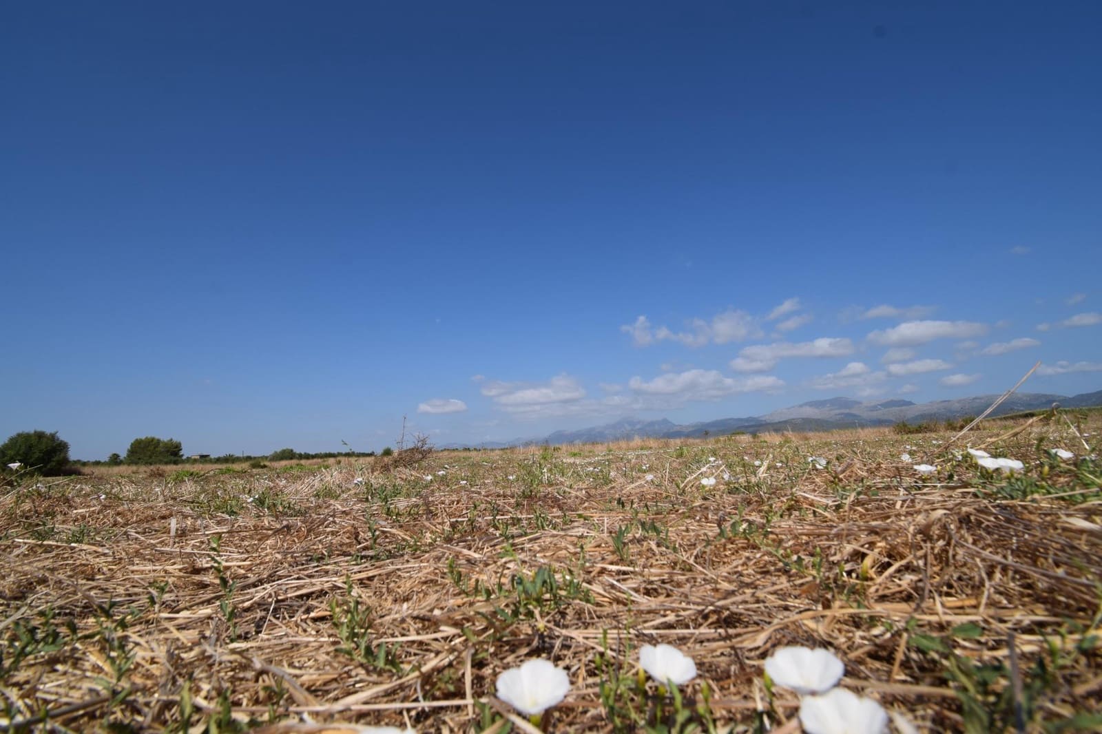 Quinta/Casa Rural para venda em Muro - 195 000 € (Ref: 9755906)