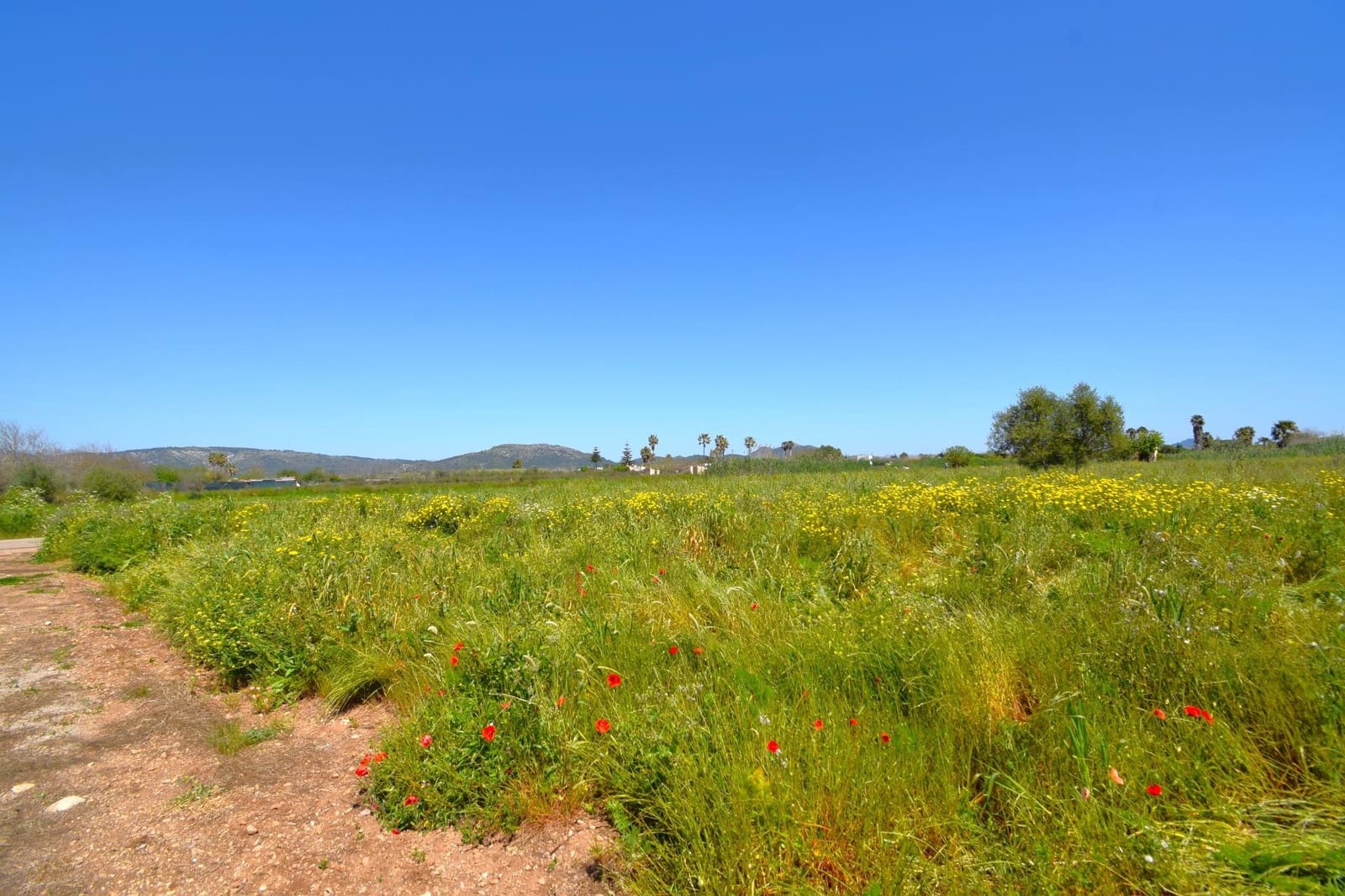 Building Plot for sale in Muro - € 165,000 (Ref: 9773278)
