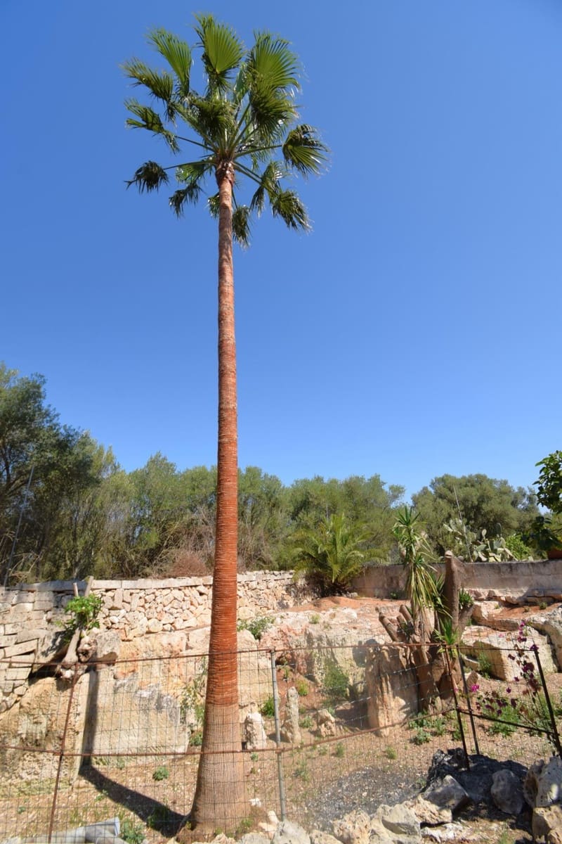 1 bedroom Finca/Country House for sale in Muro with pool - € 375,000 (Ref: 9868813)