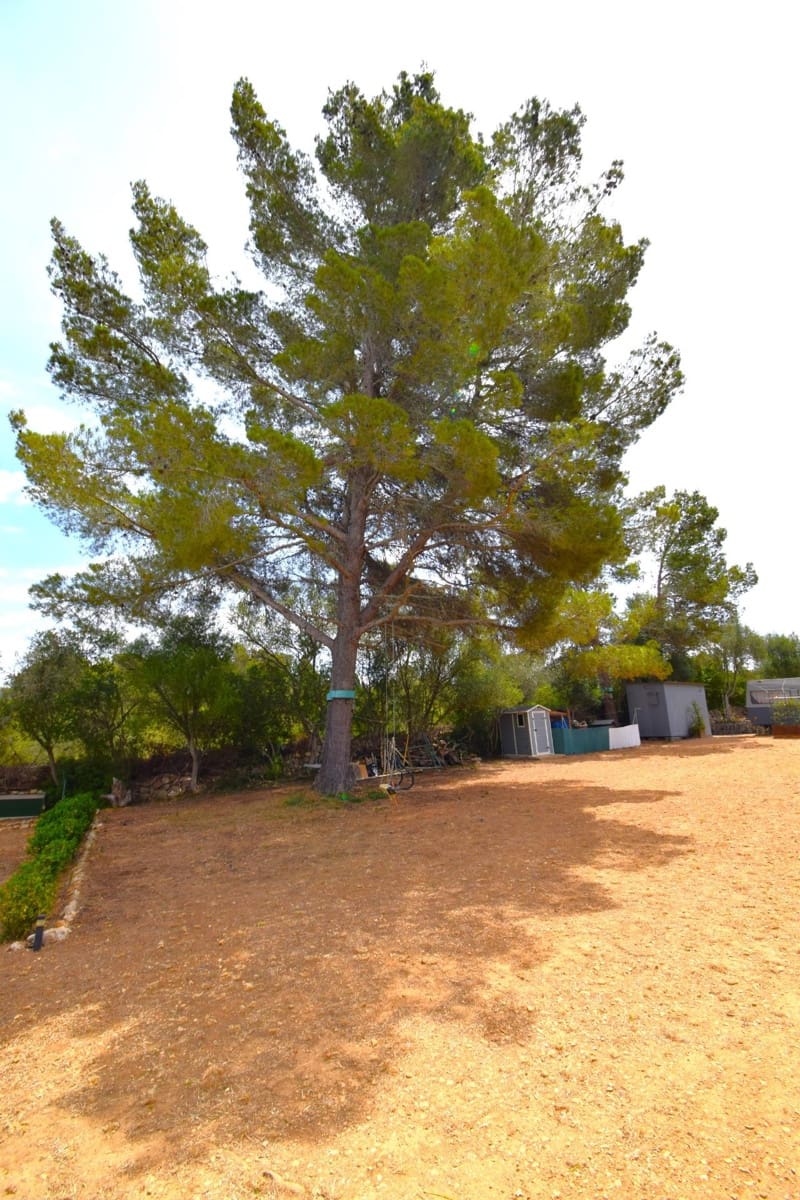 Terre non Aménagée à vendre à Petra - 75 000 € (Ref: 9904168)