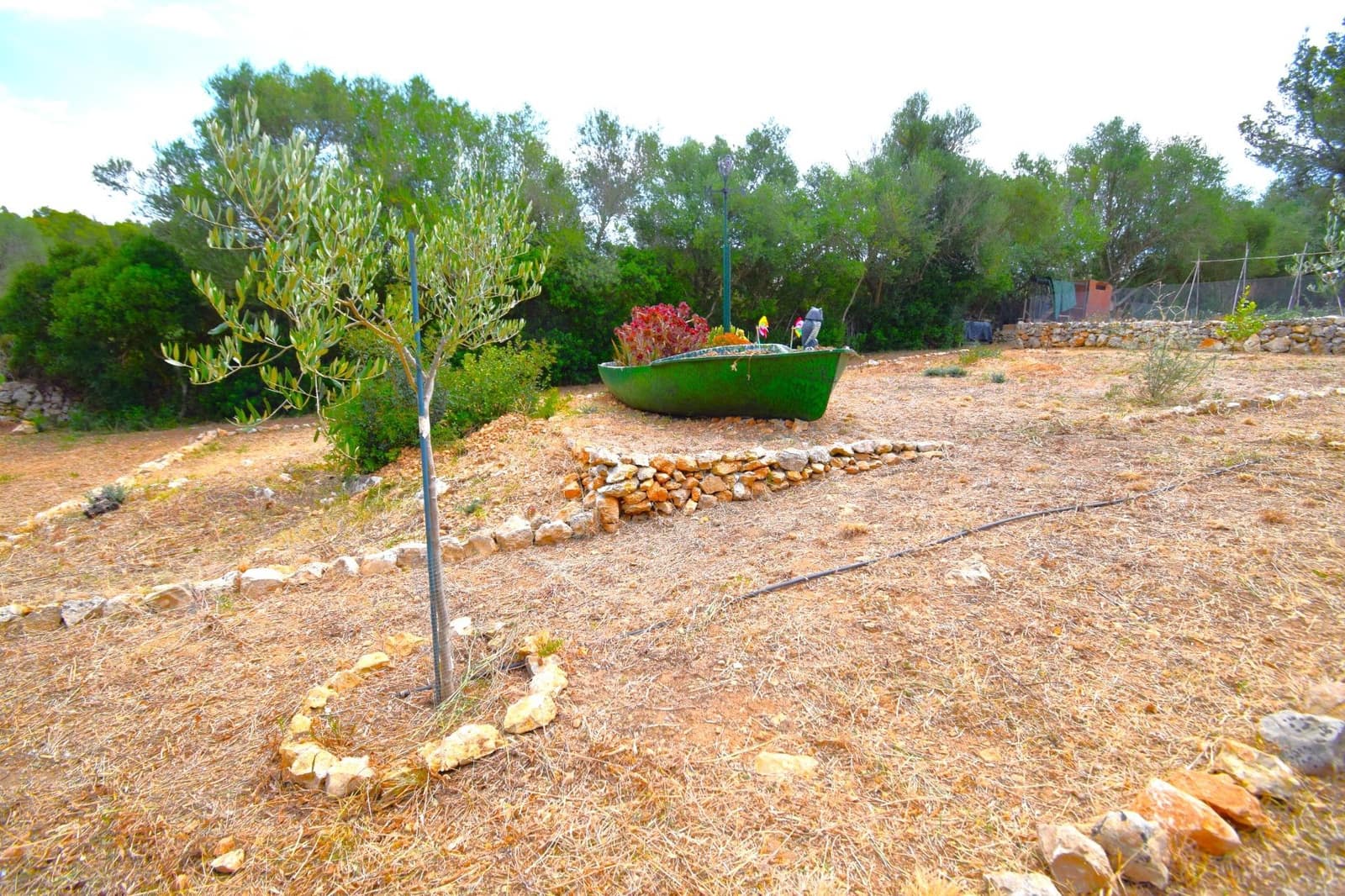 Terre non Aménagée à vendre à Petra - 75 000 € (Ref: 9904168)