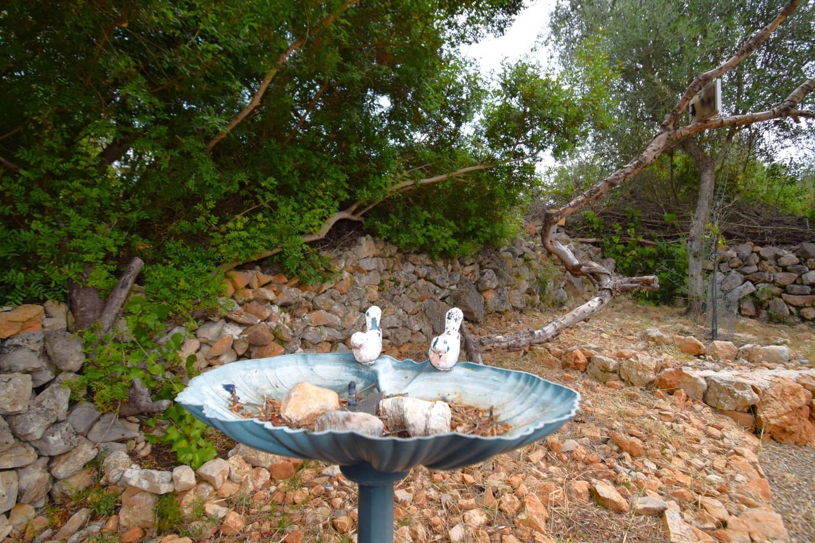 Terre non Aménagée à vendre à Petra - 75 000 € (Ref: 9904168)