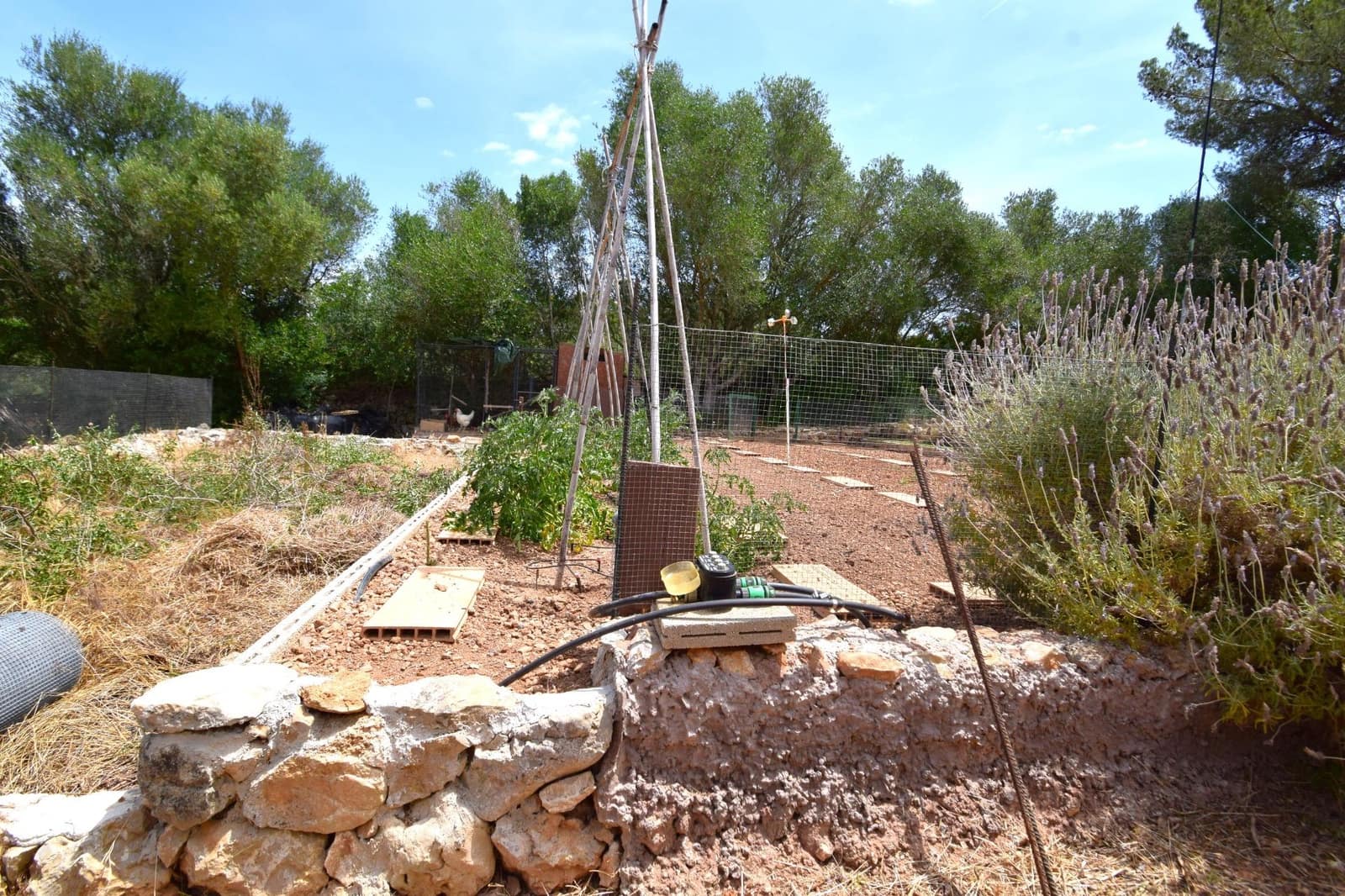 Terre non Aménagée à vendre à Petra - 75 000 € (Ref: 9904168)