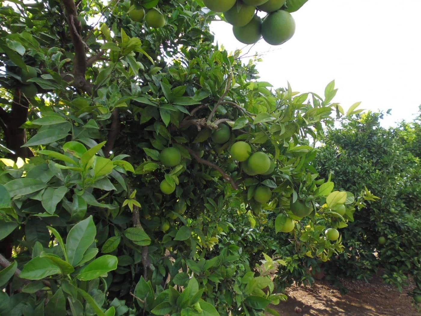 Grunde uden byggetilladelser til salg i Alzira - € 22.000 (Ref: 6890949)