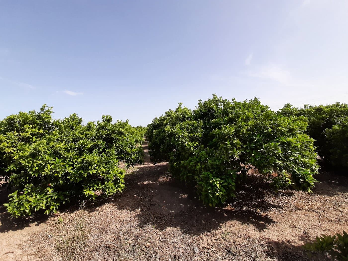 Grunde uden byggetilladelser til salg i Alzira - € 24.000 (Ref: 6984769)