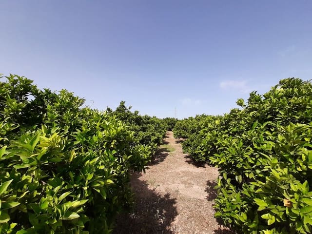 Terreno/Finca Rústica en Alzira en venta - 24.000 € (Ref: 6984769)