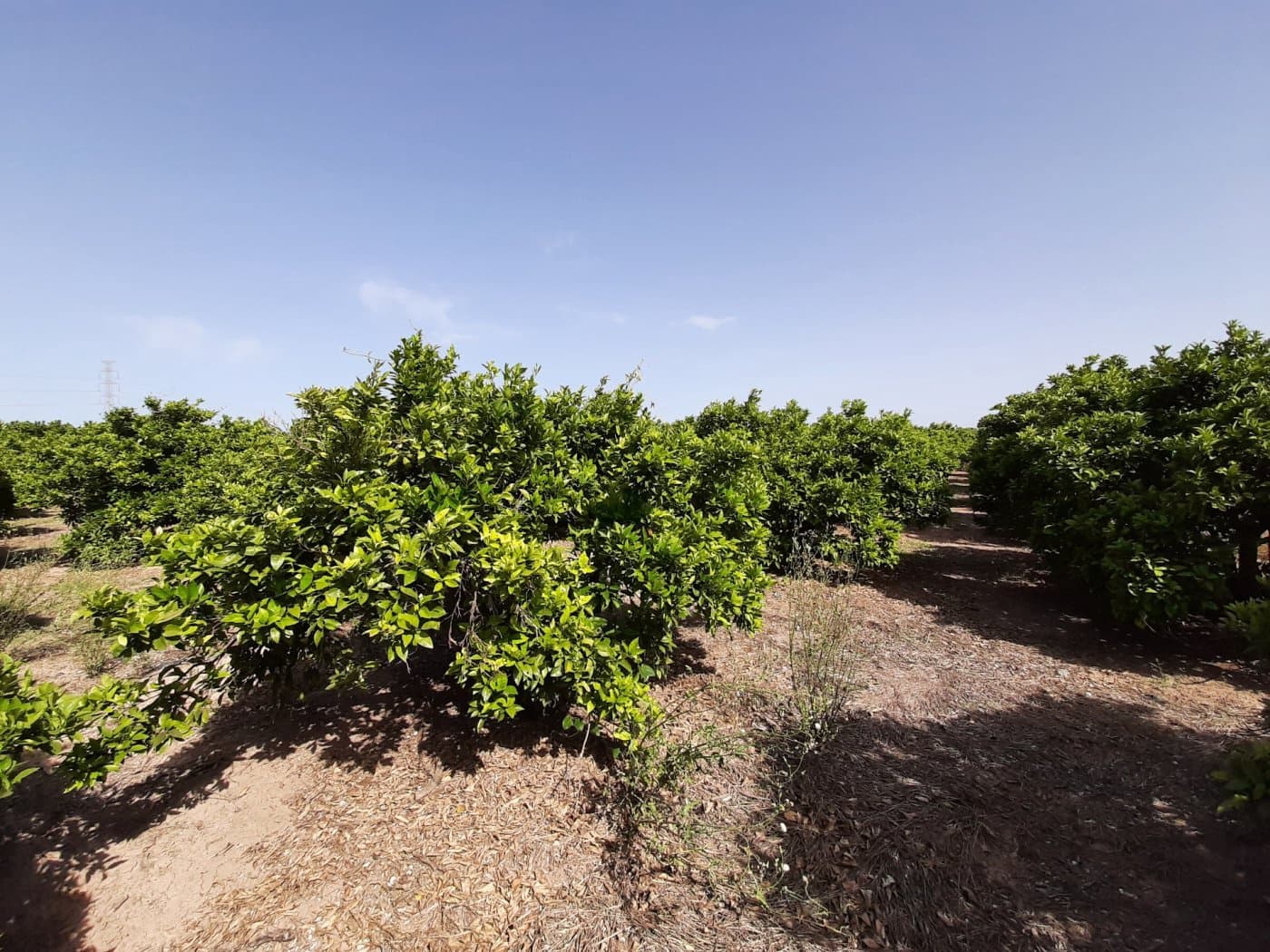 Grunde uden byggetilladelser til salg i Alzira - € 24.000 (Ref: 6984769)