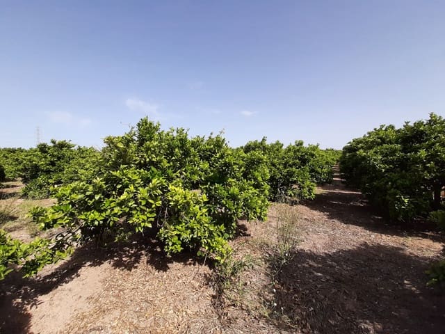 Terreno/Finca Rústica en Alzira en venta - 24.000 € (Ref: 6984769)