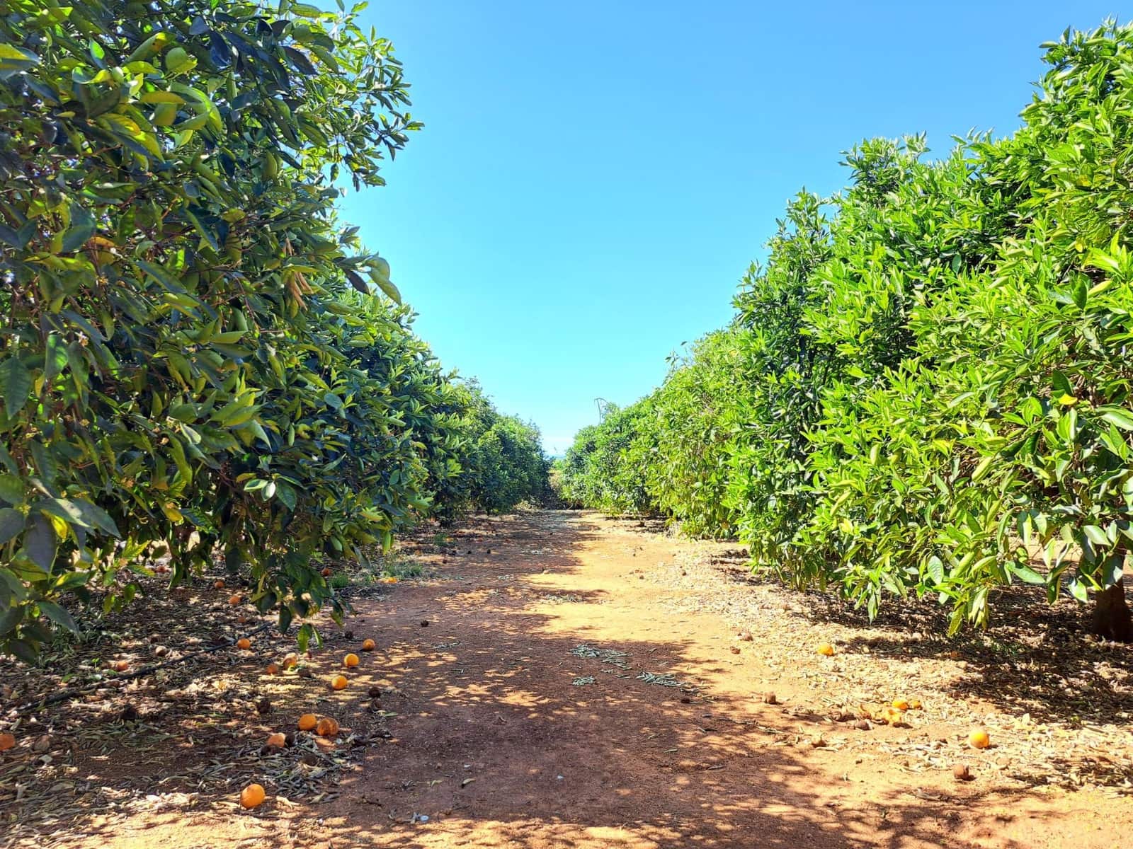 Grond te koop in Carcaixent - € 13.000 (Ref: 8339973)