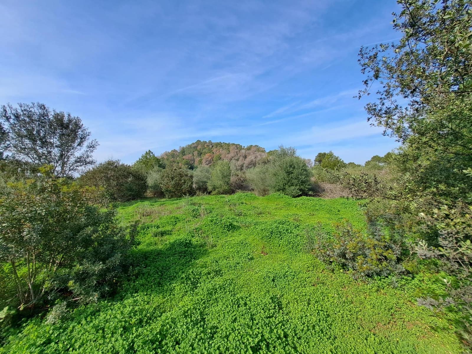 Grunde uden byggetilladelser til salg i Carcaixent - € 25.000 (Ref: 8810274)