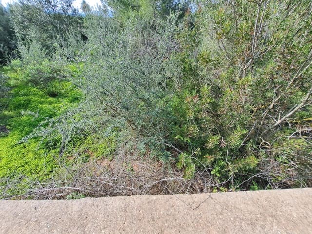 Grunde uden byggetilladelser til salg i Carcaixent - € 25.000 (Ref: 8810274)