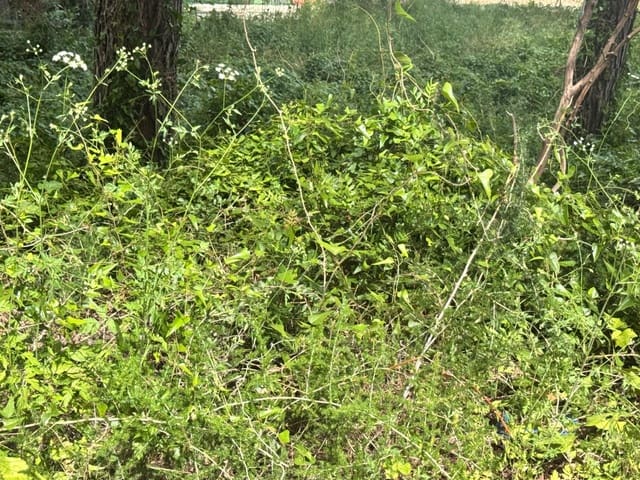 Tomt till salu i Carcaixent - 45 000 € (Ref: 9048706)