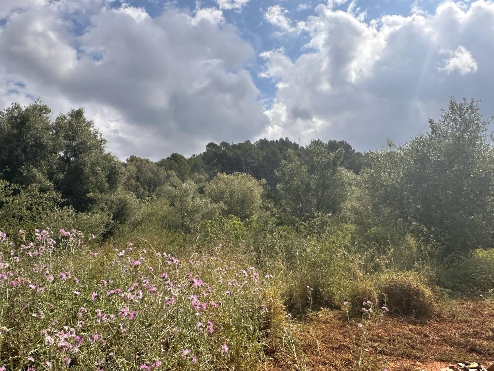 Ubebygd land til salgs i Alzira - € 25 000 (Ref: 9048707)